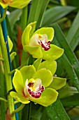 CYMBIDIUM KINTYRE GOLD COOKSBRIDGE