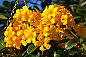 RHODODENDRON THAI GOLD