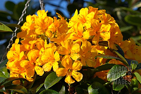 RHODODENDRON_THAI_GOLD