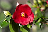 CAMELLIA PURPUREA