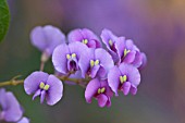 HARDENBERGIA VIOLACEA HAPPY WANDERER