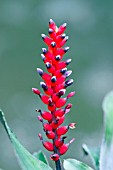 AECHMEA VICTORIANA VAR.DISCOLOR