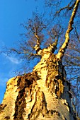 BETULA PENDULA FASTIGIATA