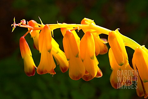 LACHENALIA_ALOIDES_QUADRICOLOR