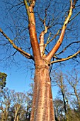 BETULA ALBOSINENSIS