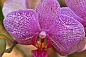 PHALAENOPSIS FLARE SPOTS