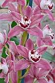 CYMBIDIUM KINGSDOWN