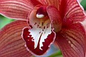 CYMBIDIUM SANDRIDGE TORCH