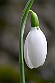 GALANTHUS PLICATUS SSP BYZANTINUS