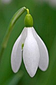 GALANTHUS NIVALIS STRAFFAN