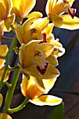 CYMBIDIUM LATIGO COOKSBRIDGE SUNSET