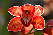 CYMBIDIUM SANDRIDGE TORCH