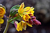 GYMNOSPERMIUM ALBERTII