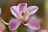 CYMBIDIUM GLENEAGLES COOKSBRIDGE DELIGHT