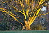 CARPINUS BETULUS FASTIGIATA