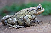 COMMON TOAD (BUFO BUFO)