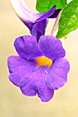 THUNBERGIA ERECTA