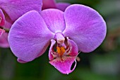 PHALAENOPSIS PINK TWILIGHT