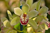 CYMBIDIUM STRATHBRAN COOKSBRIDGE SANTA