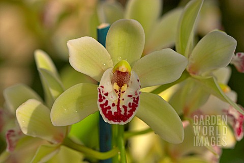 CYMBIDIUM_STRATHBRAN_COOKSBRIDGE_SANTA