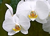 PHALAENOPSIS COOL BREEZE