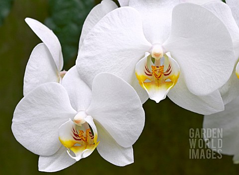 PHALAENOPSIS_COOL_BREEZE