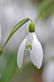 GALANTHUS NIVALIS STRAFFAN