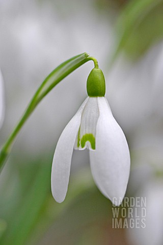 GALANTHUS_NIVALIS_STRAFFAN