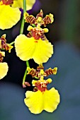 ONCIDIUM GOWER RAMSEY