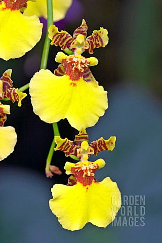 ONCIDIUM_GOWER_RAMSEY