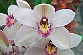 CYMBIDIUM BOLLAND