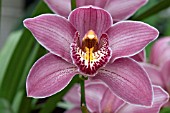 CYMBIDIUM RIEVAULX COOKSBRIDGE