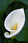 ZANTEDESCHIA AETHIOPICA,  ARUM LILY