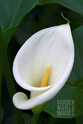 ZANTEDESCHIA_AETHIOPICA__ARUM_LILY