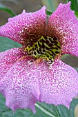 REHMANNIA ELATA,  CHINESE FOXGLOVE