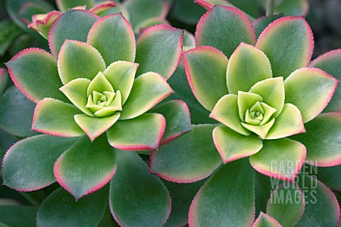 AONIUM_HAWORTHII_VARIEGATUM__HOUSELEEK