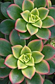 AEONIUM HAWORTHII VARIEGATUM, (HOUSELEEK)