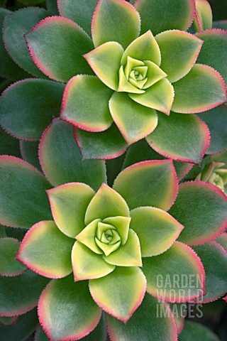 AEONIUM_HAWORTHII_VARIEGATUM_HOUSELEEK