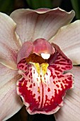 CYMBIDIUM HYBRID