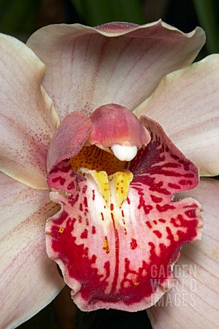 CYMBIDIUM_HYBRID