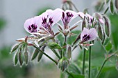 PELARGONIUM CORDIFOLIUM