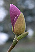 MAGNOLIA X SOULANGEANA LENNEI