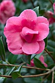 CAMELLIA X WILLIAMSII,  VALENTINES DAY