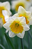 NARCISSUS CHINOOK