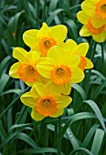 NARCISSUS FLOWERSONG