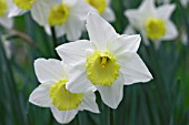 NARCISSUS SPECIES