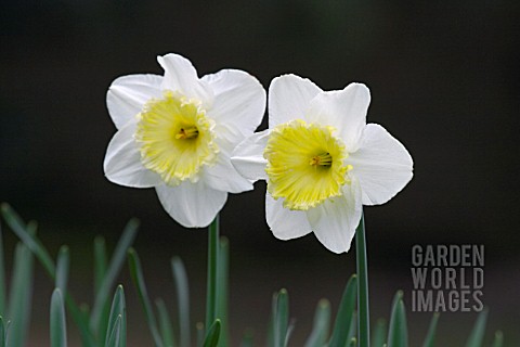 NARCISSUS_LEBANON