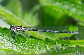 COENAGRION PUELLA,  FEMALE AZURE DAMSELFLY