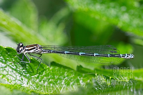 COENAGRION_PUELLA__FEMALE_AZURE_DAMSELFLY