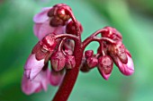 BERGENIA ROSI KLOSE,  ELEPHANTS EAR